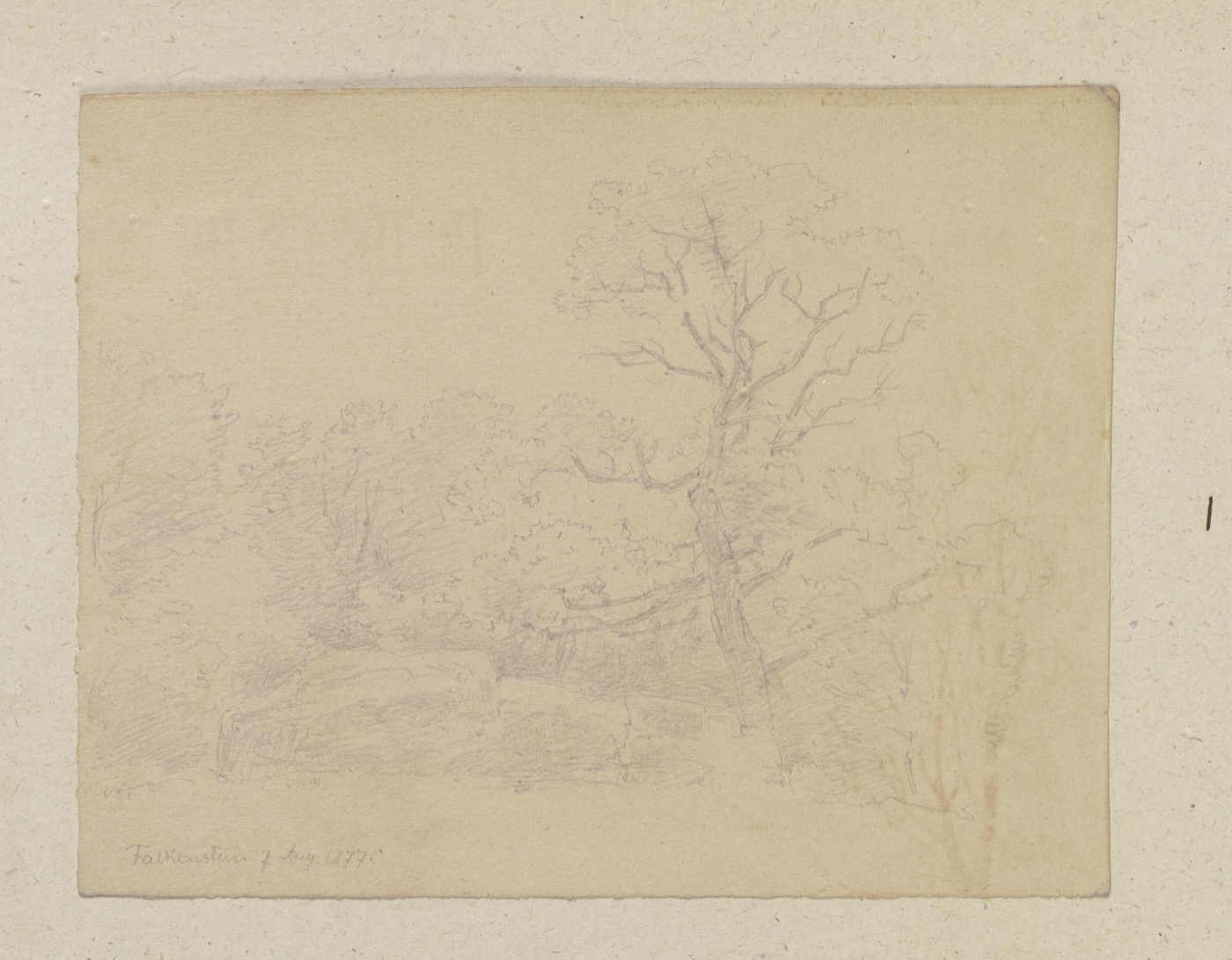 A vintage engraving of a tree.