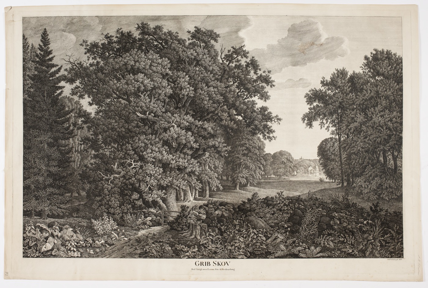 A vintage engraving of an old-growth forest (Grib Skov).