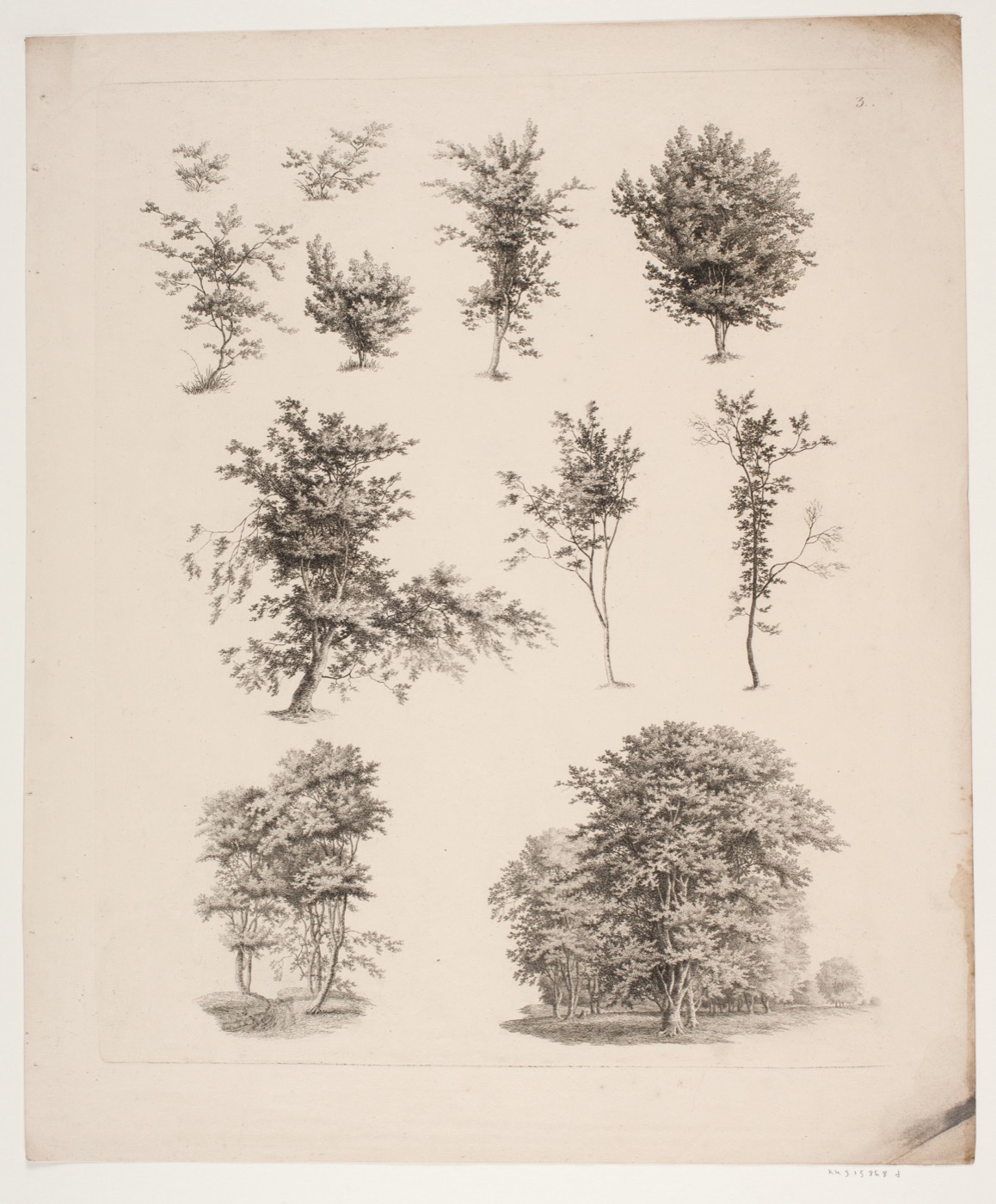 A vintage sketch sheet of tree studies.
