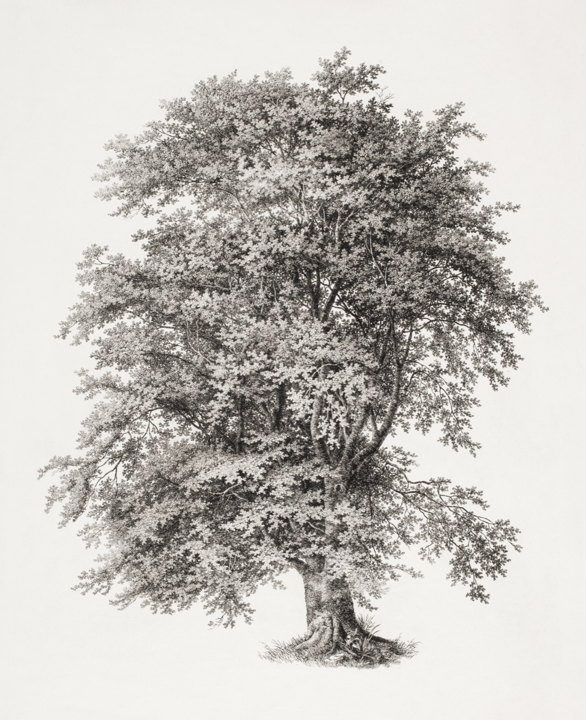 A vintage engraving of a single grand tree.
