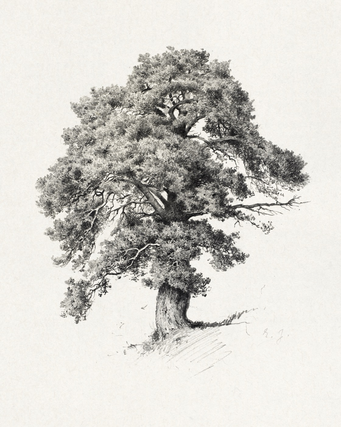 A vintage engraving of a tree.
